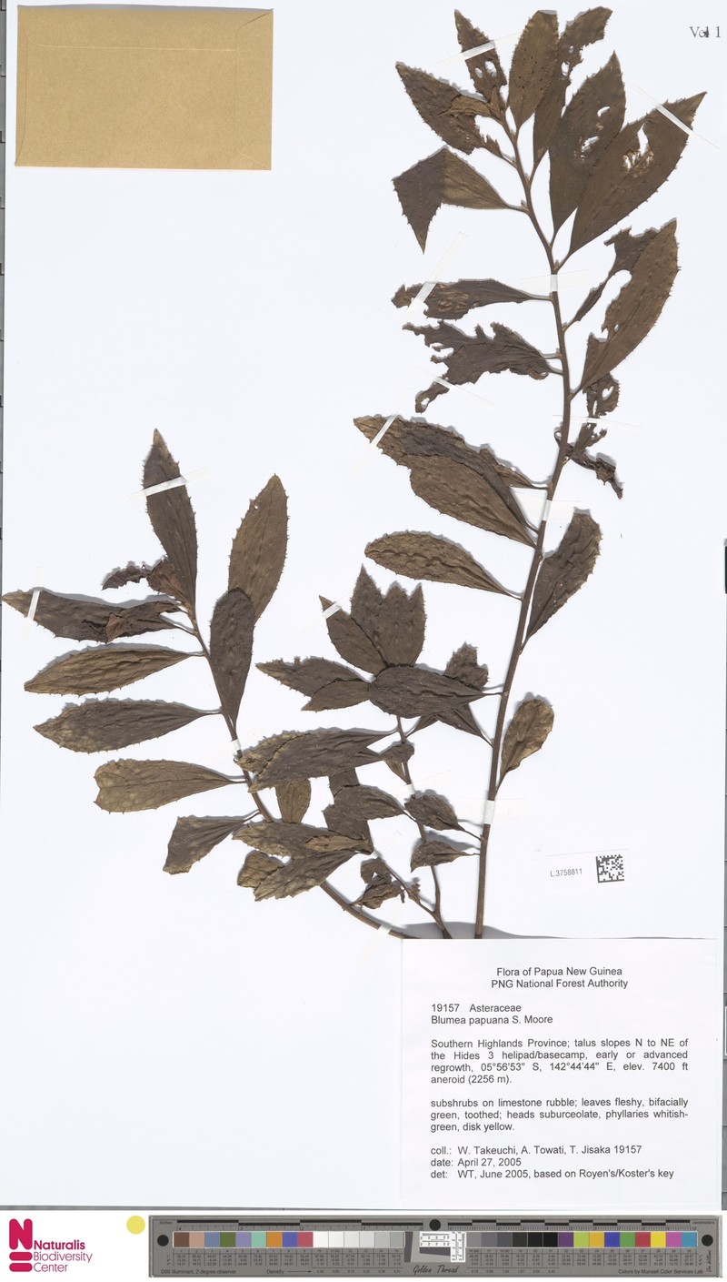 Blumea papuana