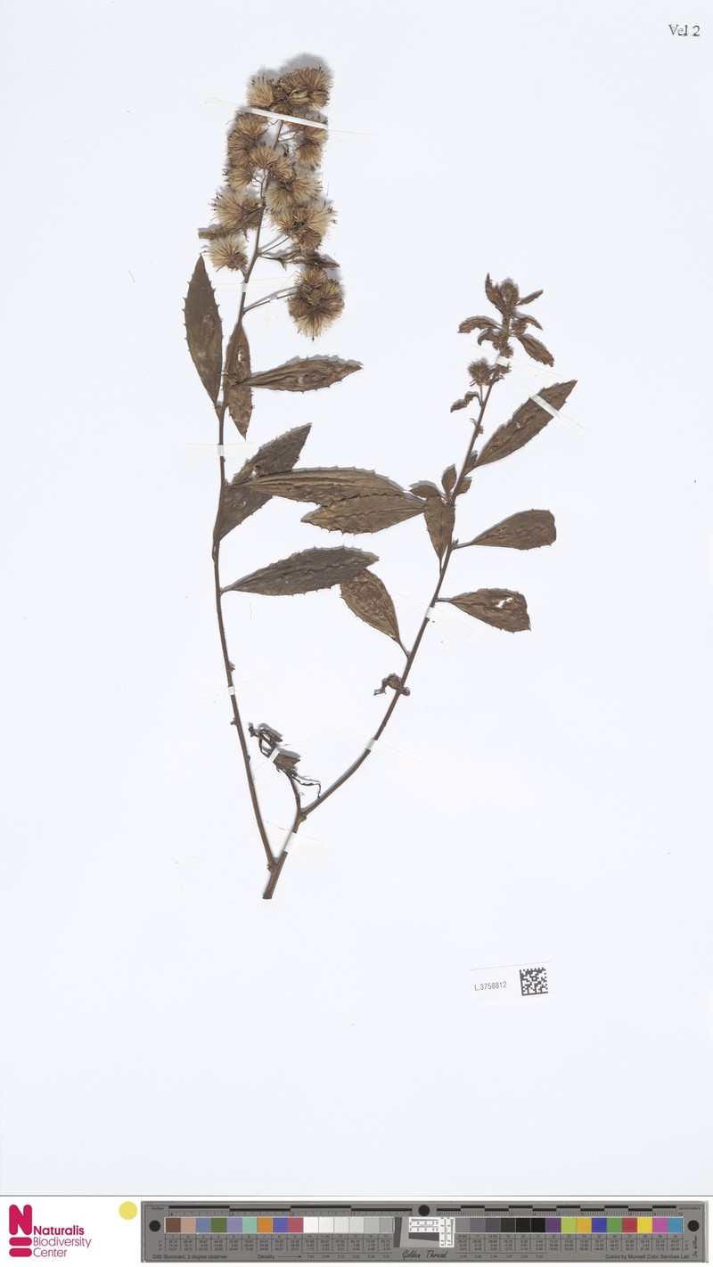 Blumea papuana photo 2