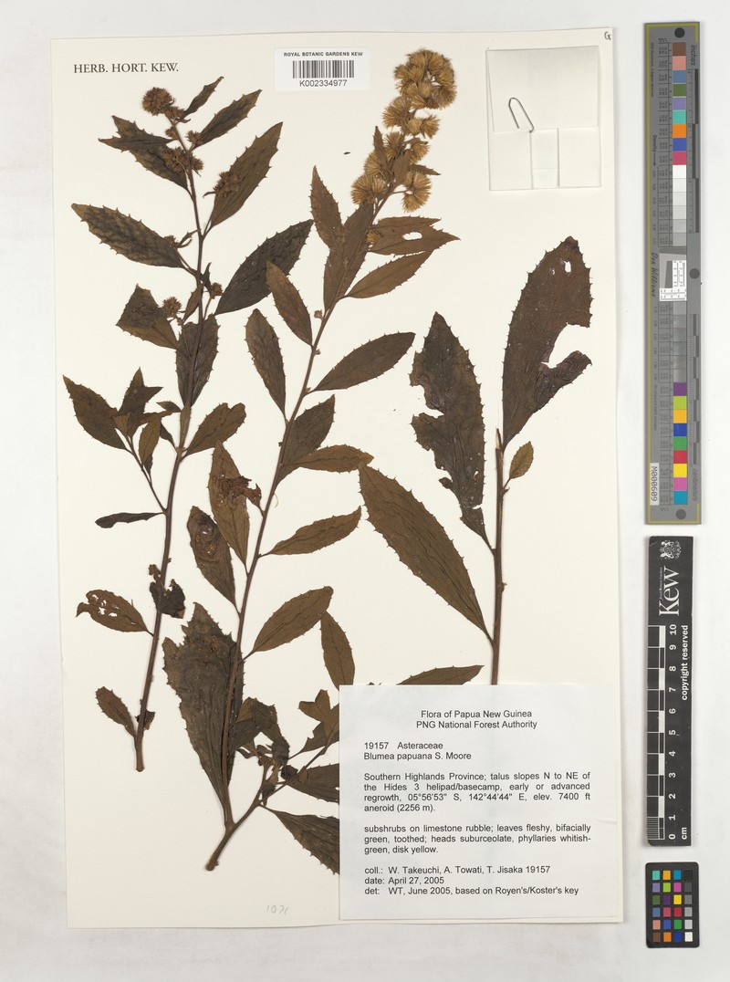 Blumea papuana photo 3