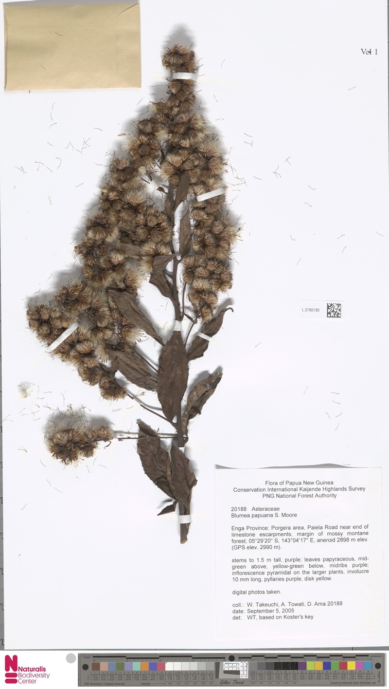 Blumea papuana photo 4