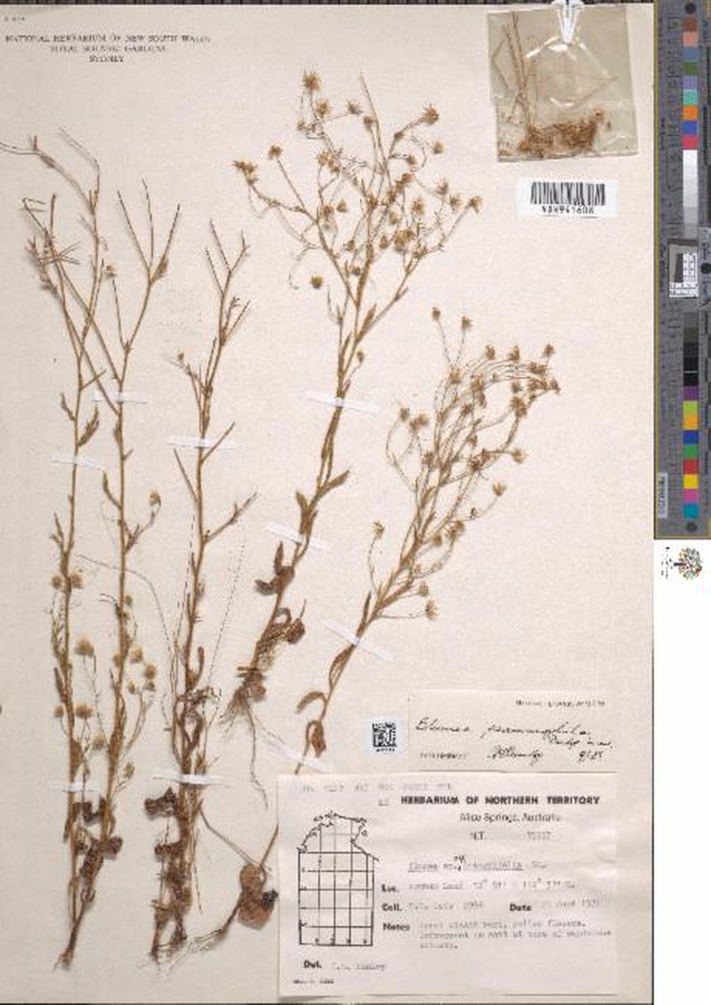 Blumea psammophila