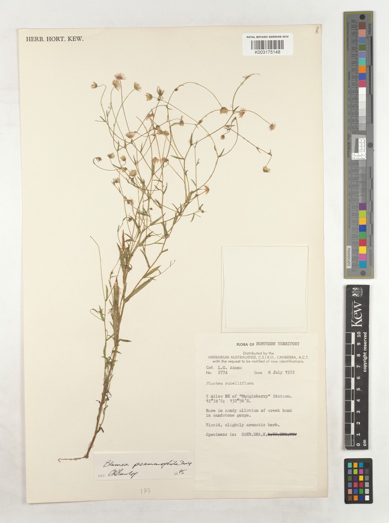Blumea psammophila photo 2