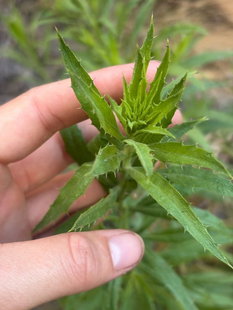 Blumea pungens photo 2