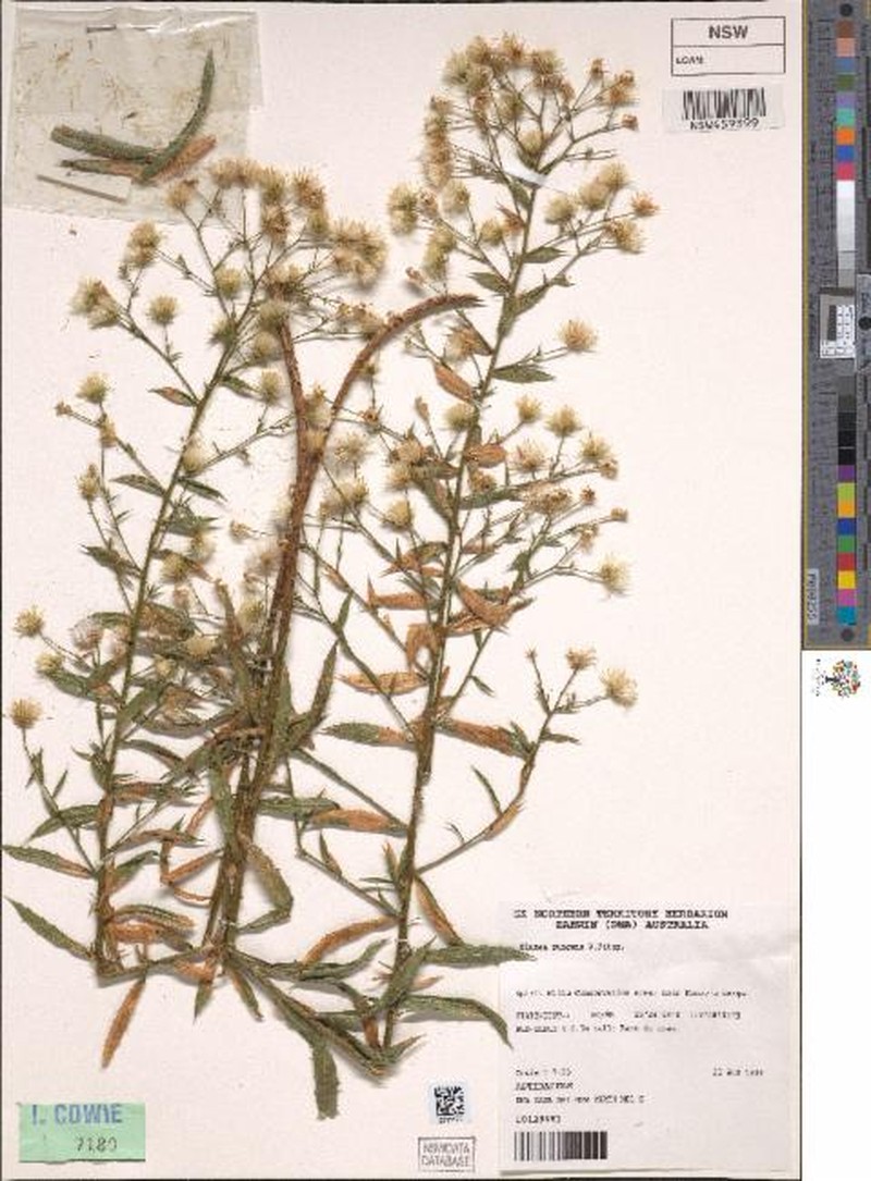 Blumea pungens photo 6