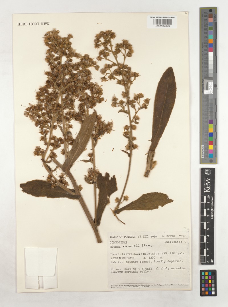 Blumea ramosii