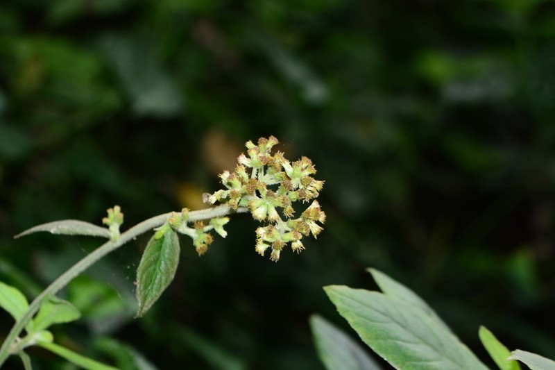 Blumea repanda