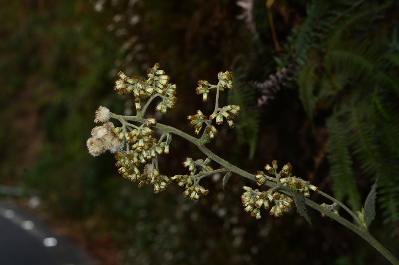 Blumea repanda photo 2