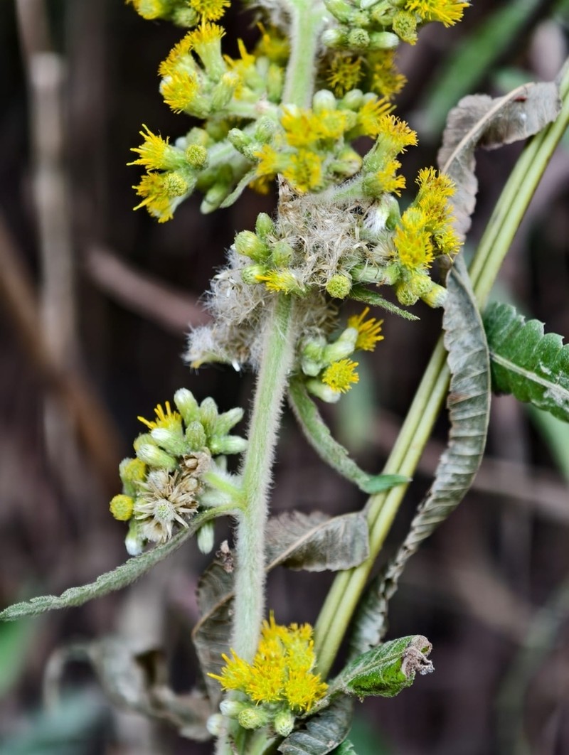 Blumea repanda photo 3