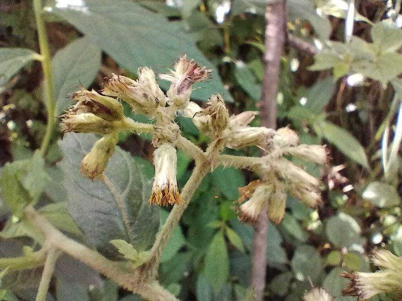 Blumea repanda photo 4