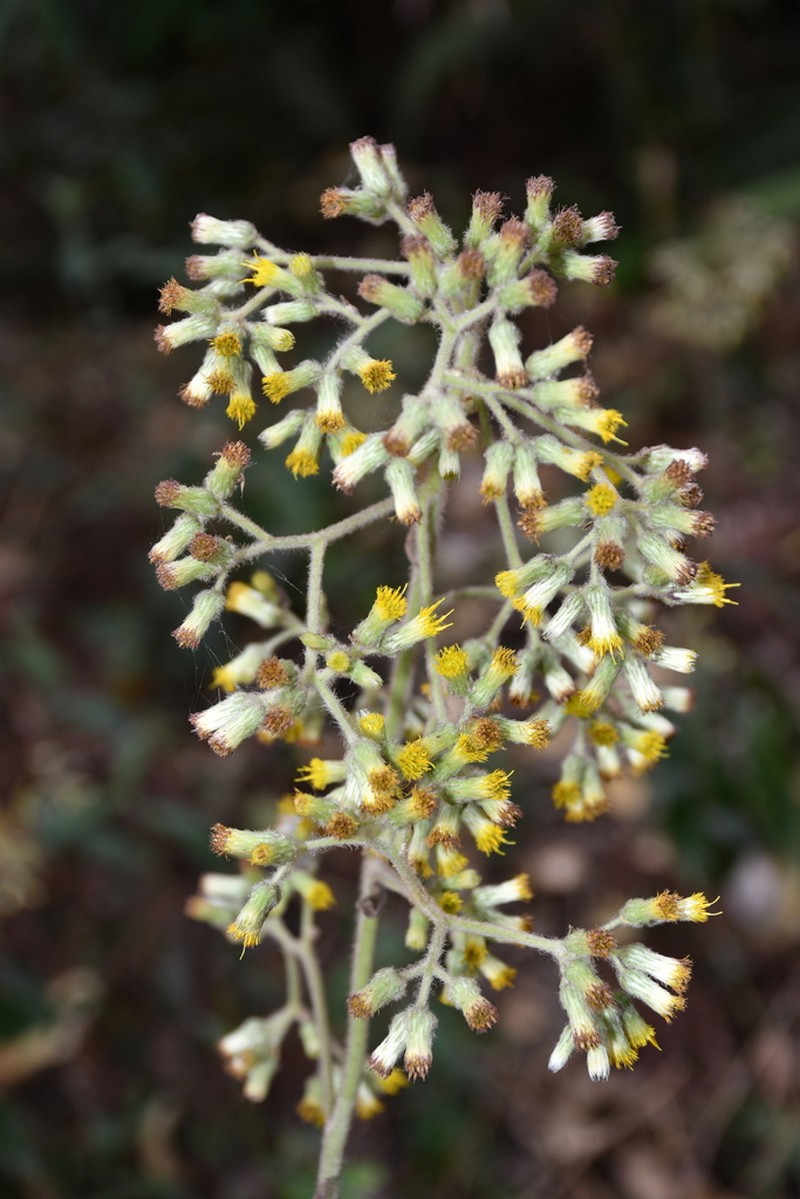 Blumea repanda photo 5