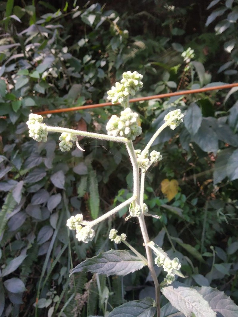 Blumea repanda photo 6