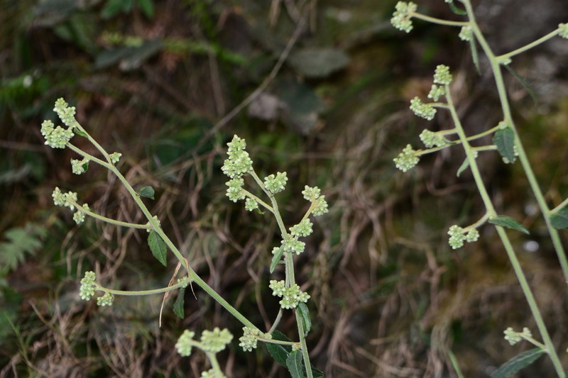 Blumea repanda photo 7