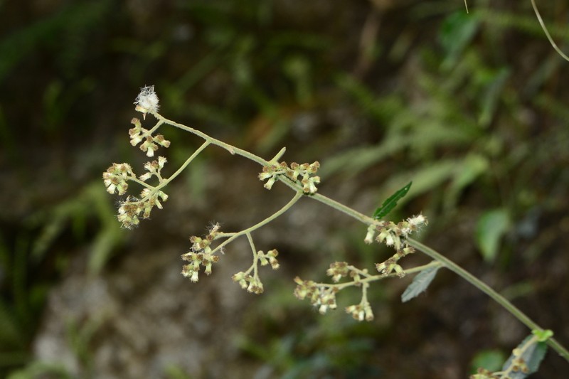 Blumea repanda photo 8