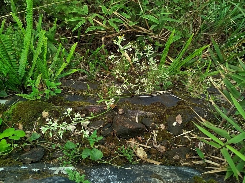 Blumea riparia