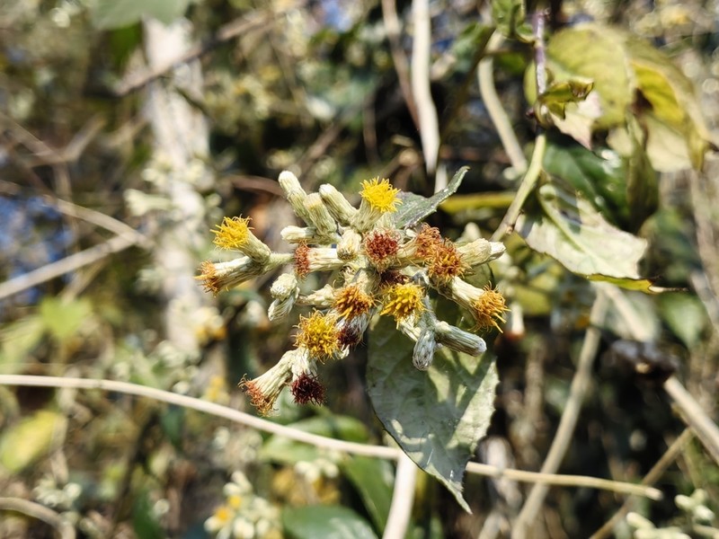 Blumea riparia photo 2
