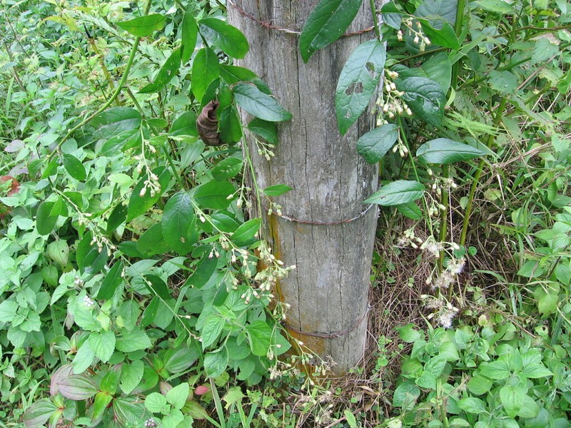 Blumea riparia photo 3