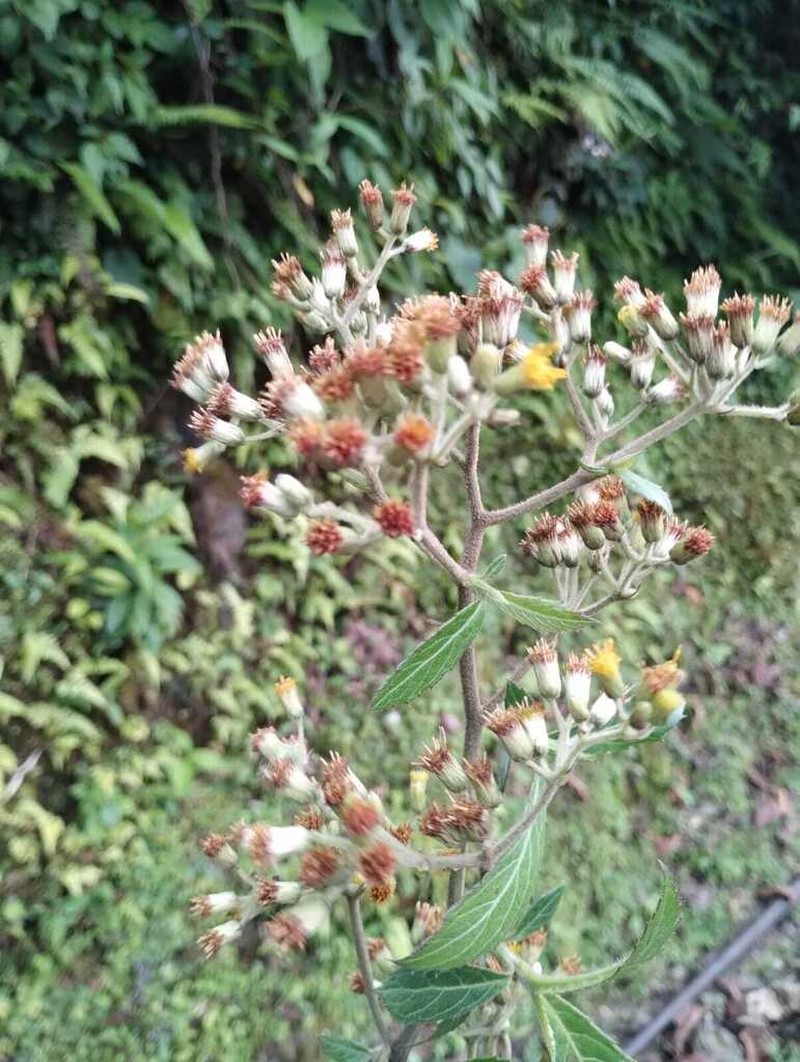 Blumea riparia photo 4