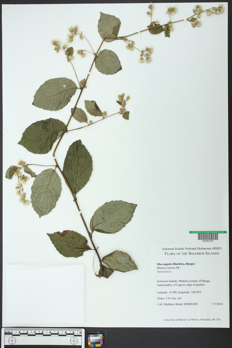 Blumea riparia photo 6