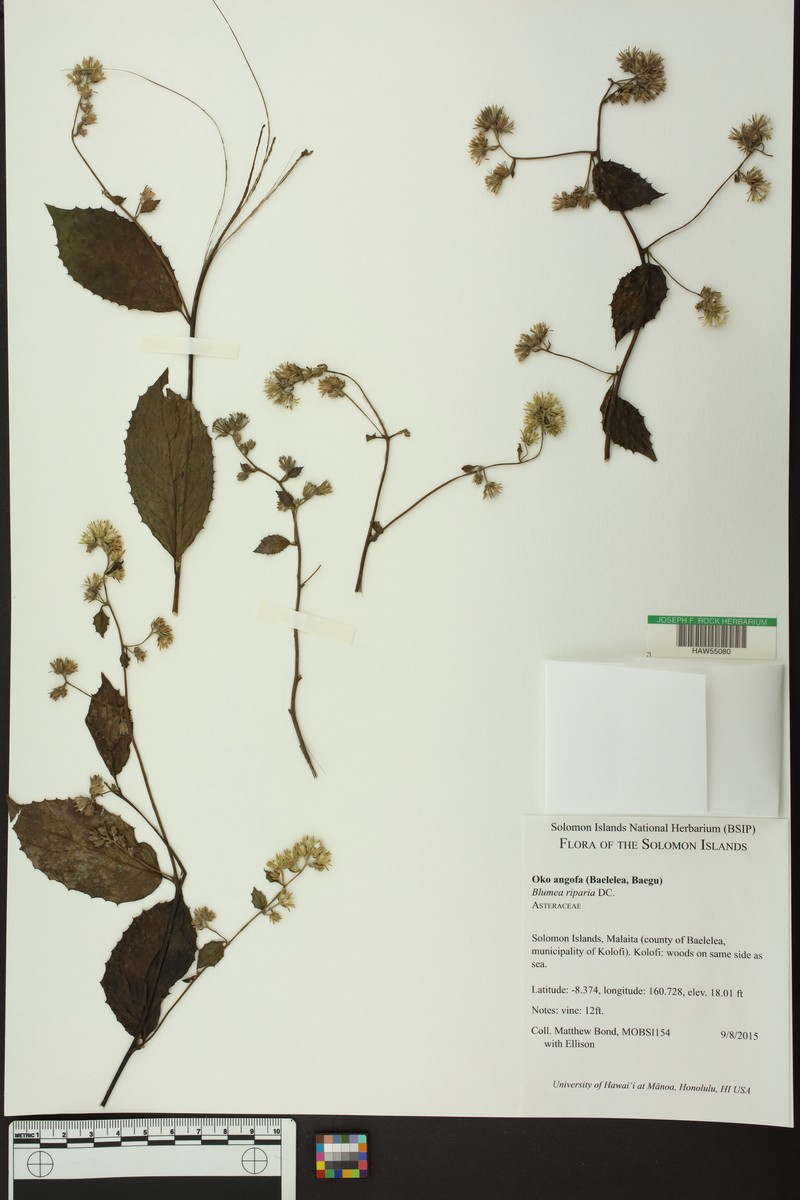 Blumea riparia photo 7