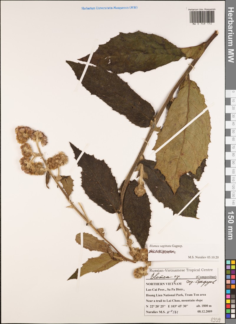 Blumea sagittata