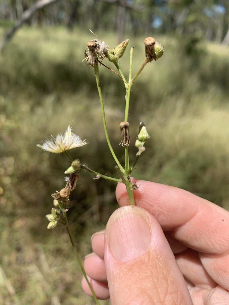 Blumea saxatilis
