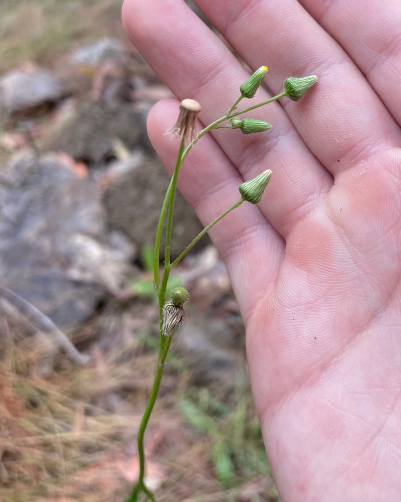 Blumea saxatilis photo 2