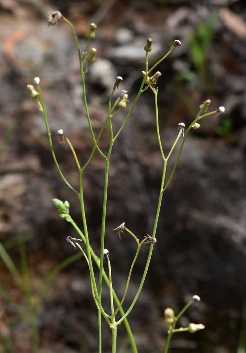 Blumea saxatilis photo 3