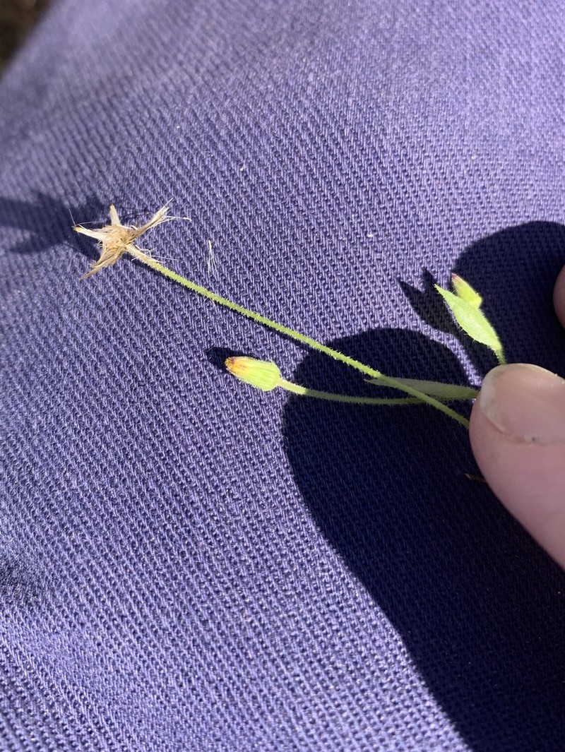 Blumea saxatilis photo 4