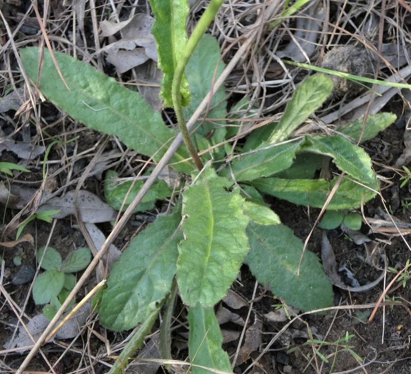 Blumea saxatilis photo 5