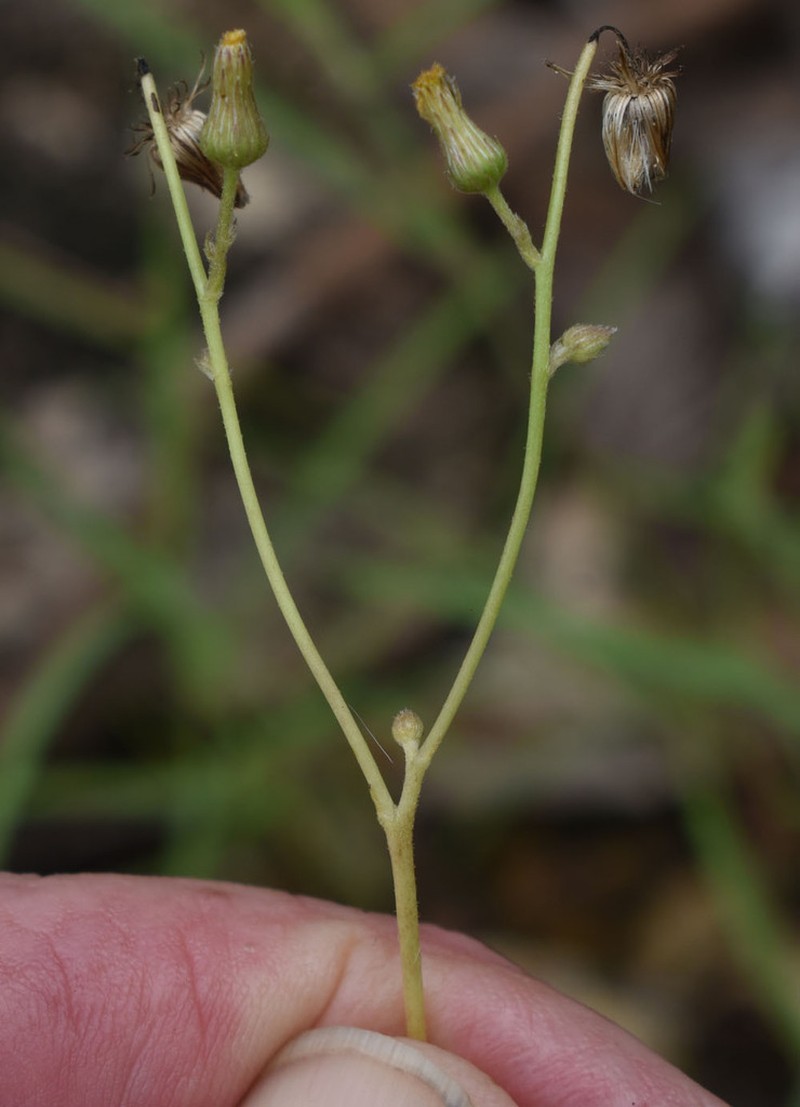 Blumea saxatilis photo 6