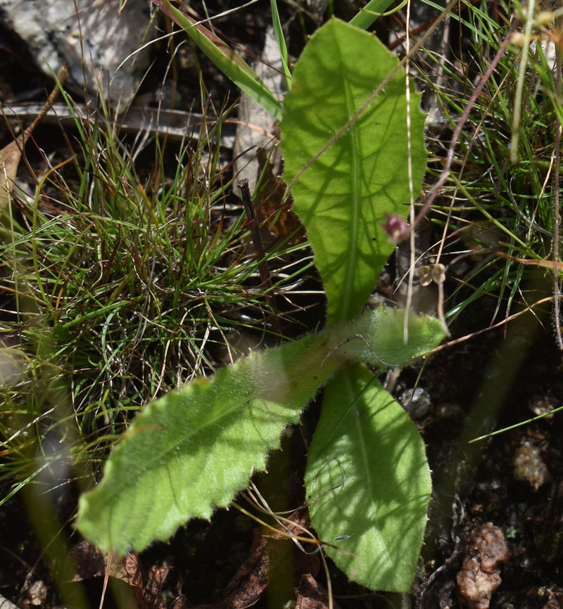 Blumea saxatilis photo 7