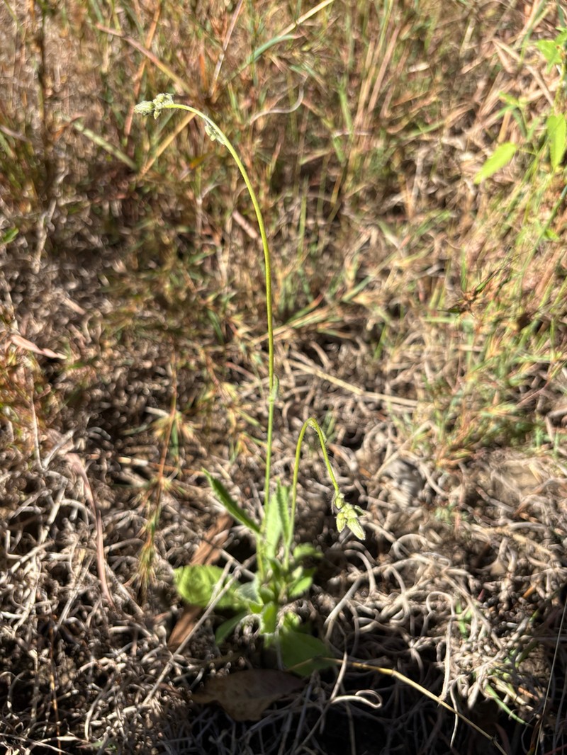 Blumea saxatilis photo 8