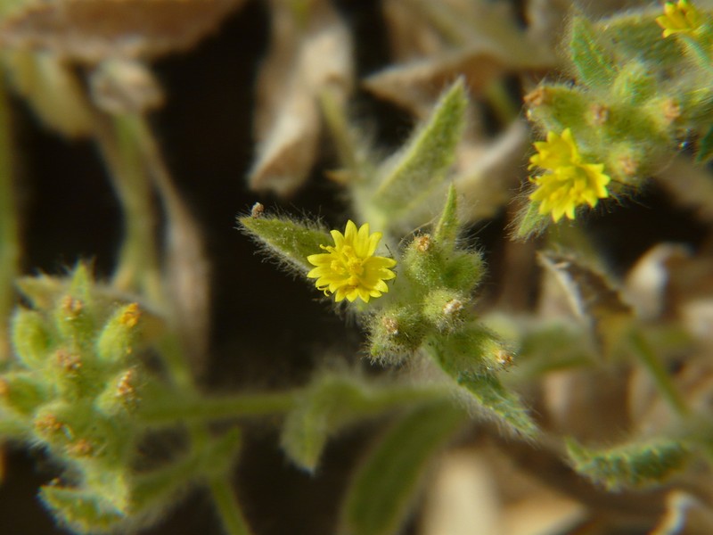 Blumea sericea