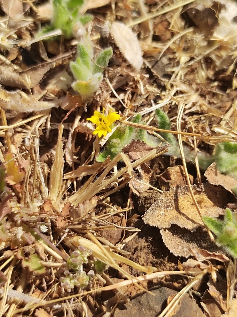 Blumea sericea photo 2
