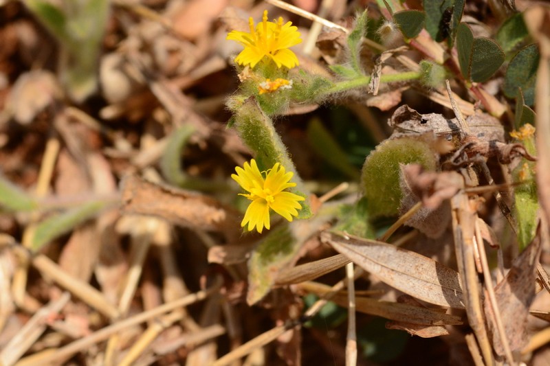 Blumea sericea photo 3