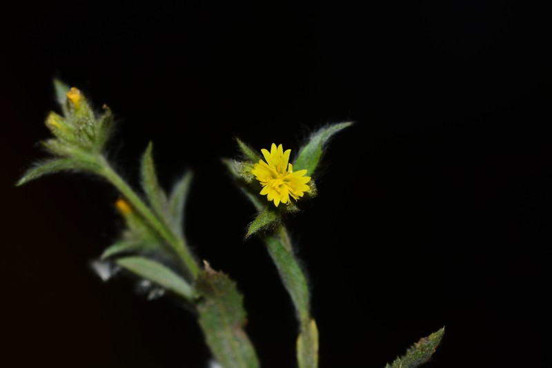 Blumea sericea photo 4