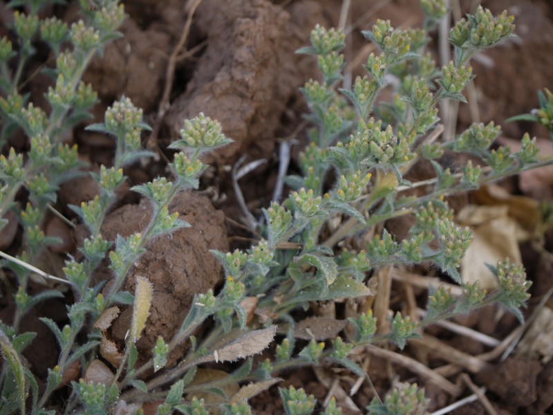 Blumea sericea photo 5