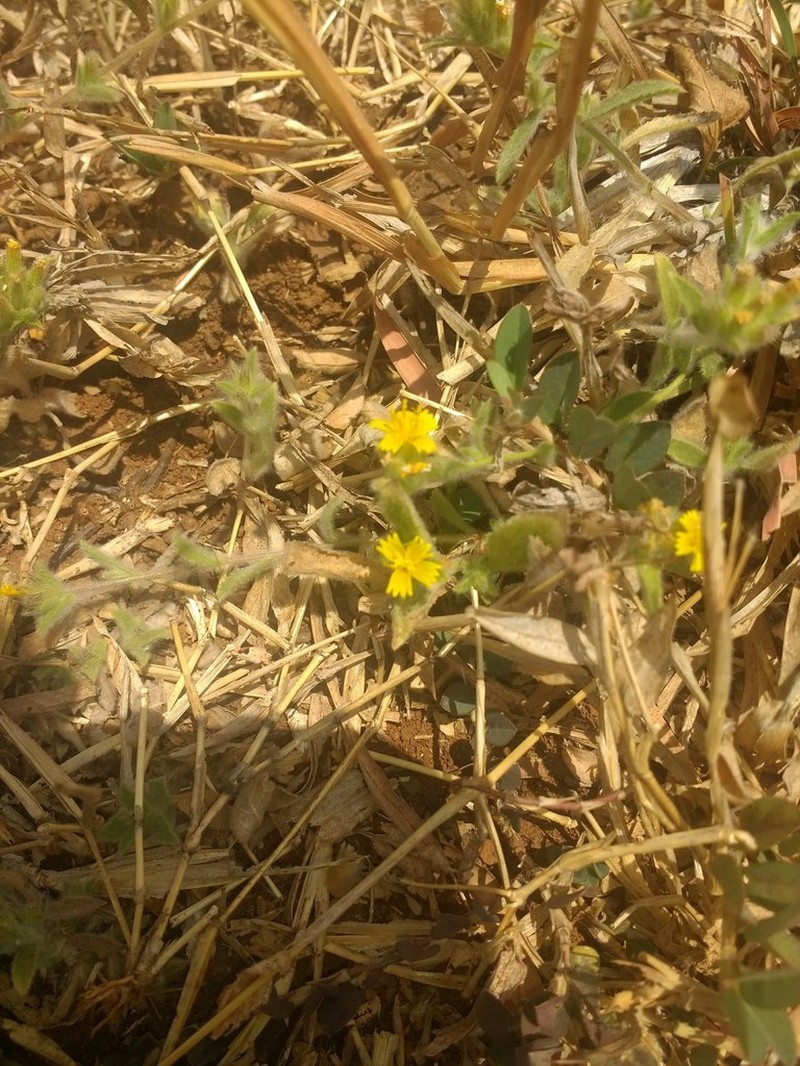 Blumea sericea photo 6