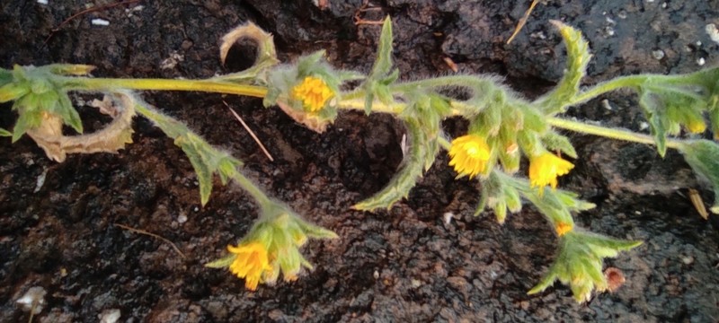 Blumea sericea photo 7