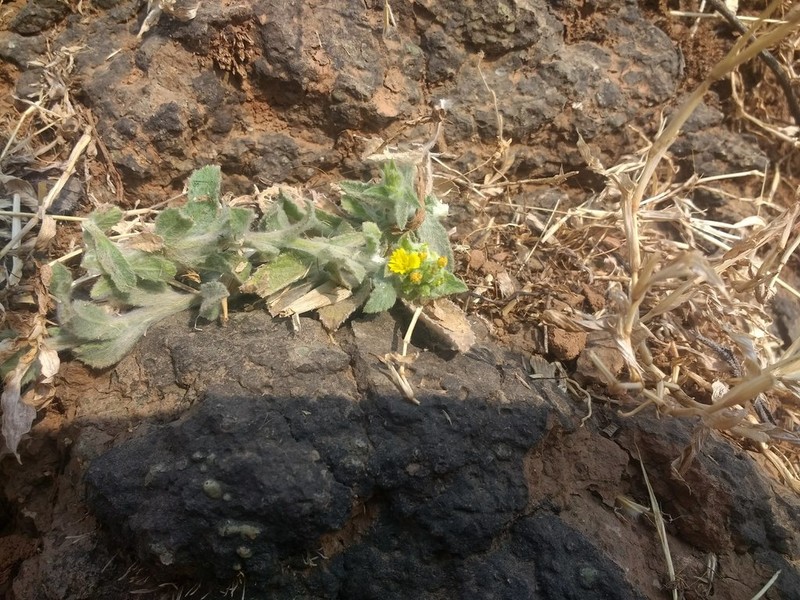 Blumea sericea photo 8