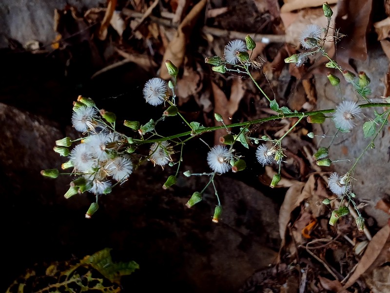 Wavyleaf False Oxtongue