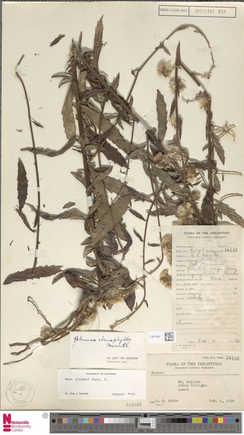 Blumea stenophylla