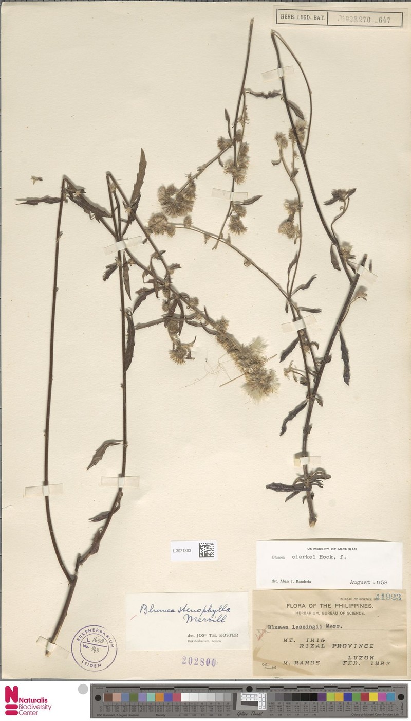 Blumea stenophylla photo 2