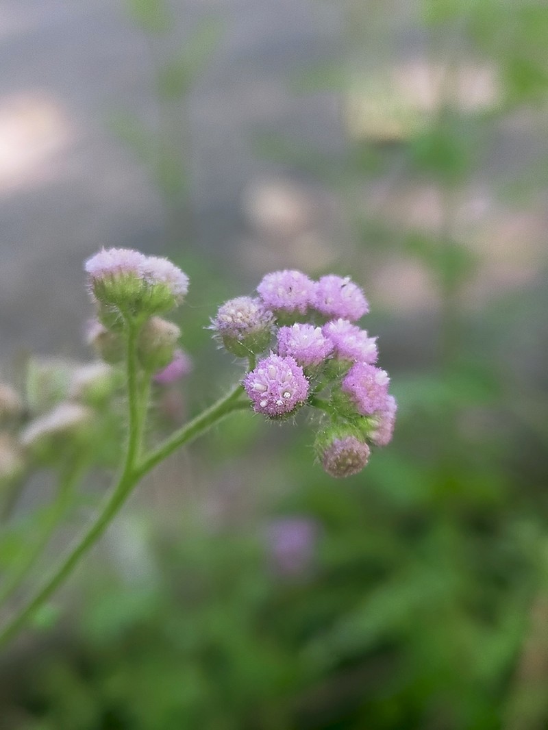 Blumea stricta