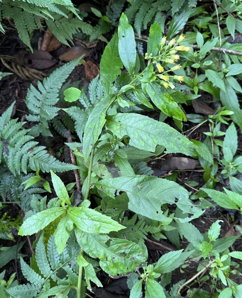 Blumea sylvatica