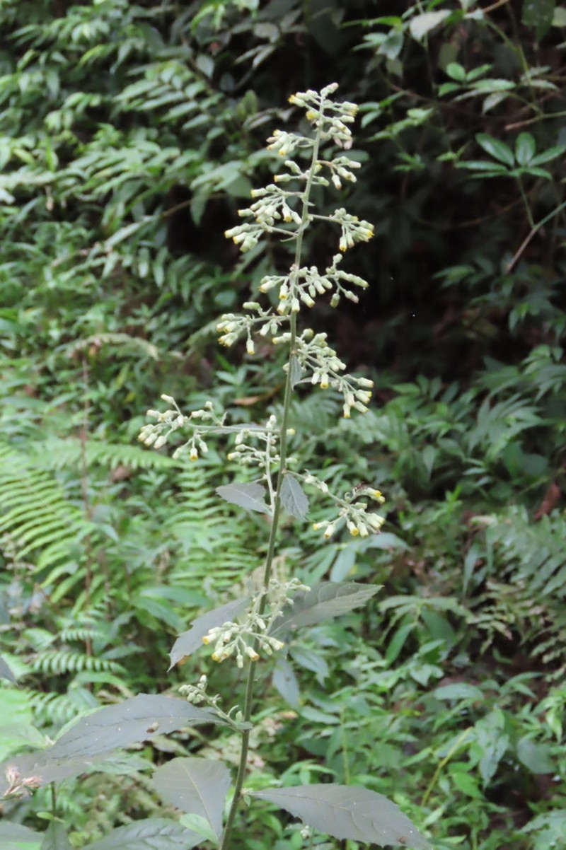 Blumea sylvatica photo 2