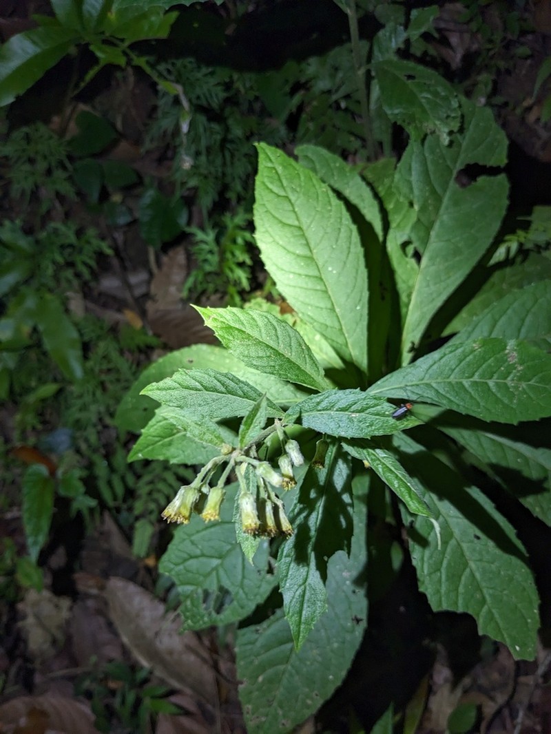 Blumea sylvatica photo 4