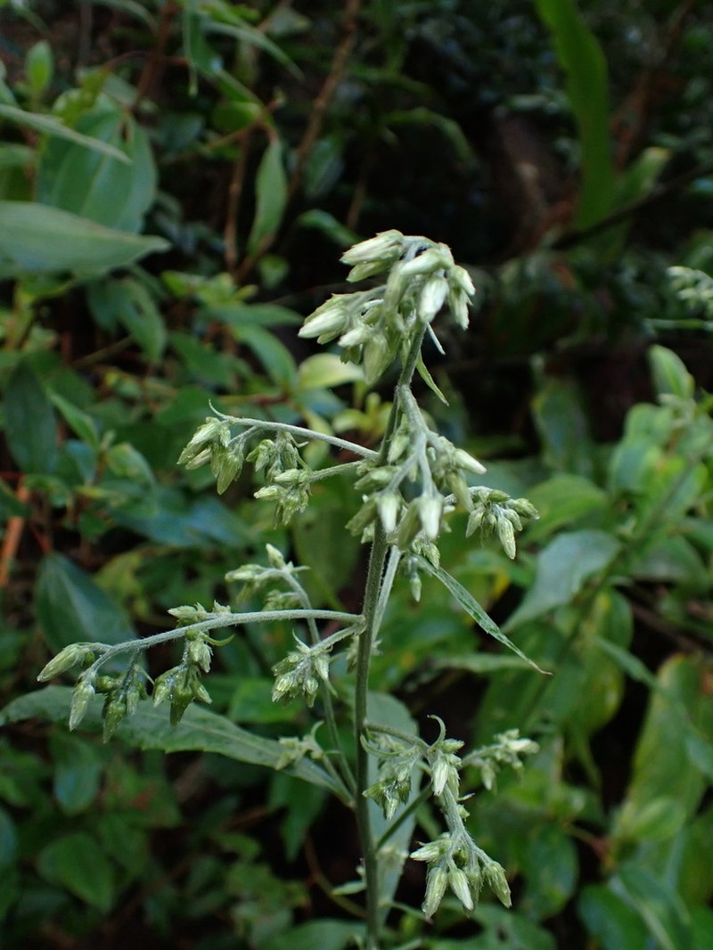 Blumea sylvatica photo 5