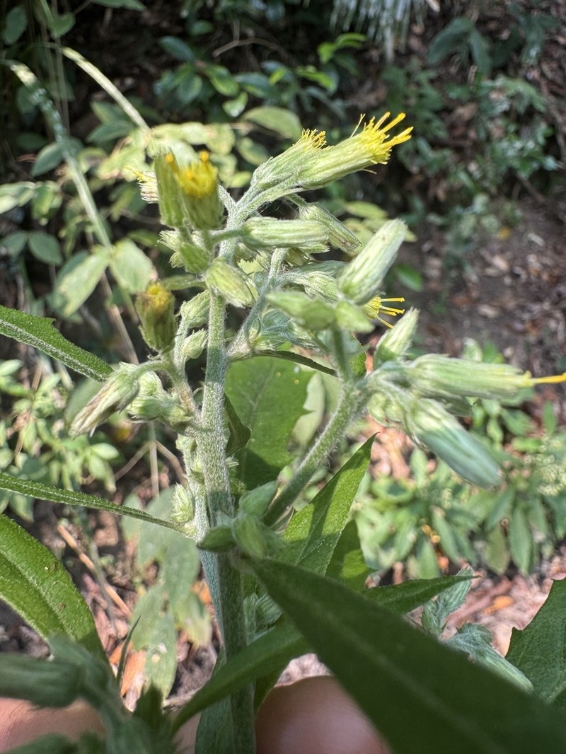 Blumea sylvatica photo 6