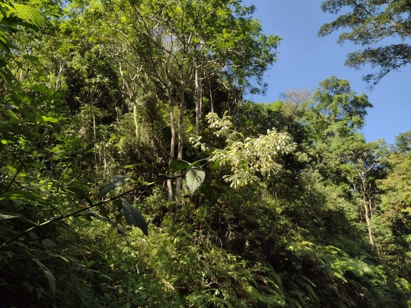 Blumea sylvatica photo 7